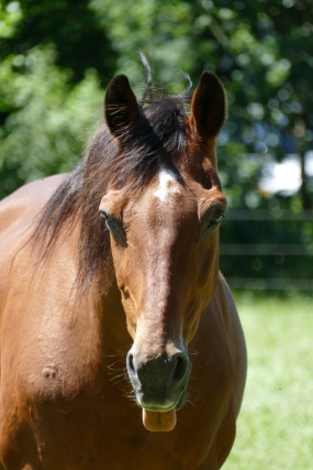一匹棕色骏马图片